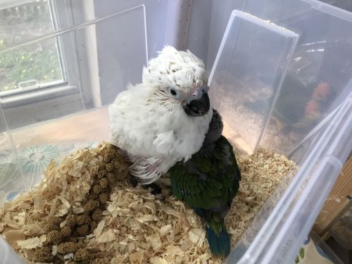 Umbrella Cockatoo Baby
