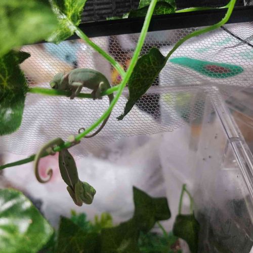 Baby Veiled Chameleons