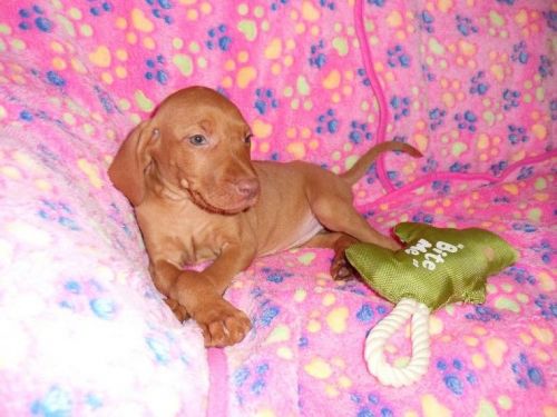 Female Hungarian Vizsla Puppy