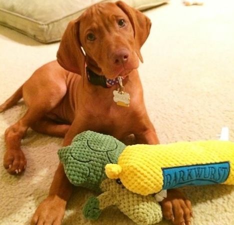 Vizsla Puppies for Sale