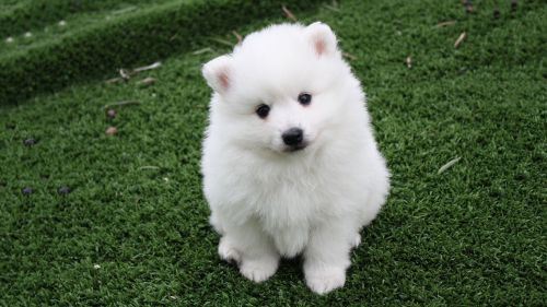 Excellent temperament Male and Female Volpino Italiano