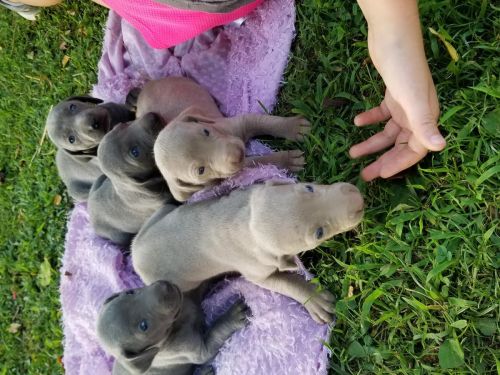 Weimaraner Puppies for sale in El Paso, TX 79936, USA. price: $500