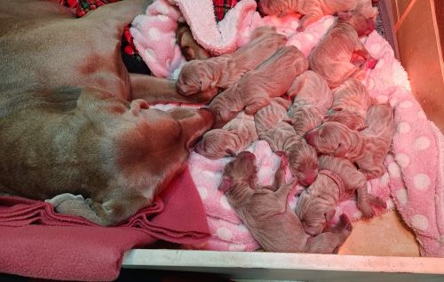 Weimaraner Puppies for sale in Tucson, AZ, USA. price: $1,400