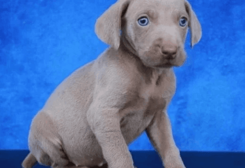 Weimaraner Puppies for sale in Miami, FL, USA. price: $700
