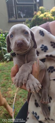 Weimaraner puppies