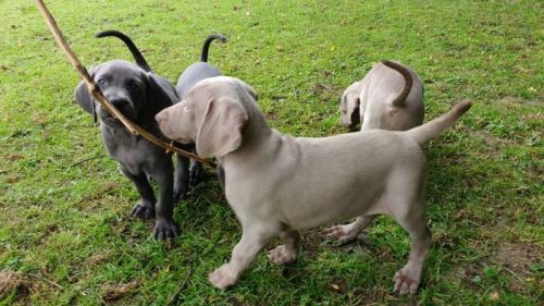 WEIMARANER PUPPIES