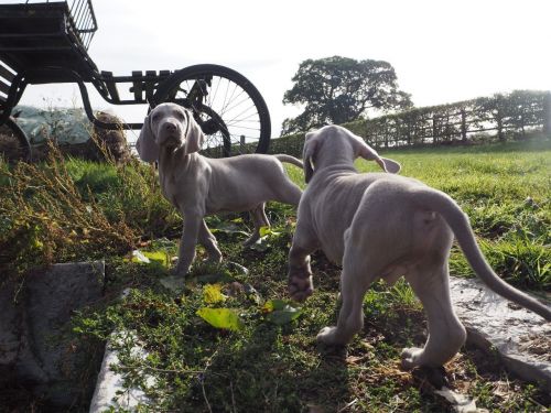 Weimaraner Puppies For Sale