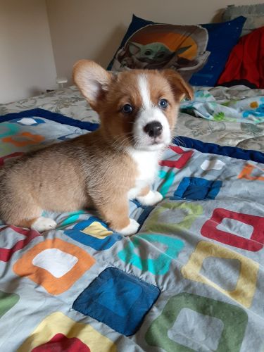 Pembroke Welsh Corgi puppy