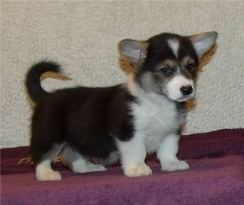 Welsh Corgi Pembroke Text Via ***