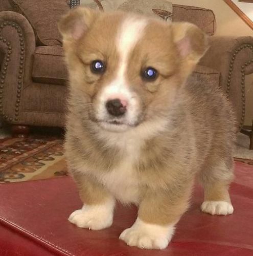 Welsh Corgi (pembroke) Puppies Available