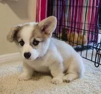Pretty Pembrokeshire Welsh Corgi Puppies