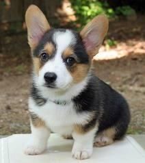 Top class Welsh Corgi