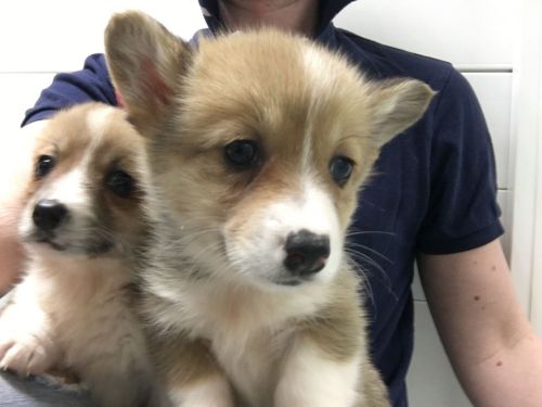 Welsh Corgi puppies for sale