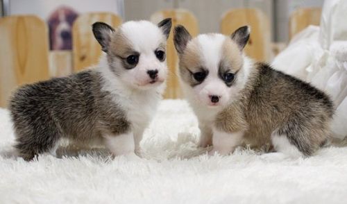 Akc Corgi Puppies