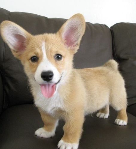 Stunning Welsh Corgi Puppies for adoption