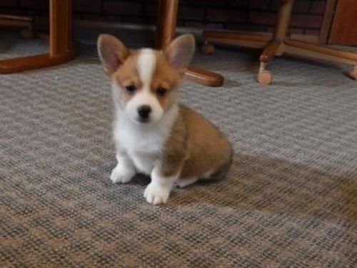 Welsh Corgi Puppies For