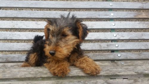 Welsh Terrier Puppies