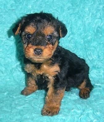 Welsh Terrier Puppies