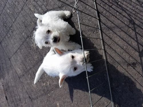 creative west highland white Terrier Puppies