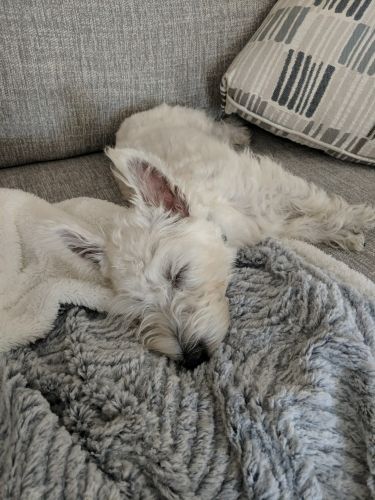 Precious westie for sale