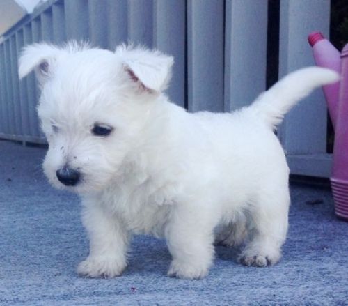 AKC West Highland White Terrier Puppies