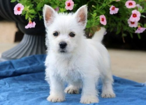 West Highland White Terrier Text or WhatsApp at.... +1(5***) ***4-36***