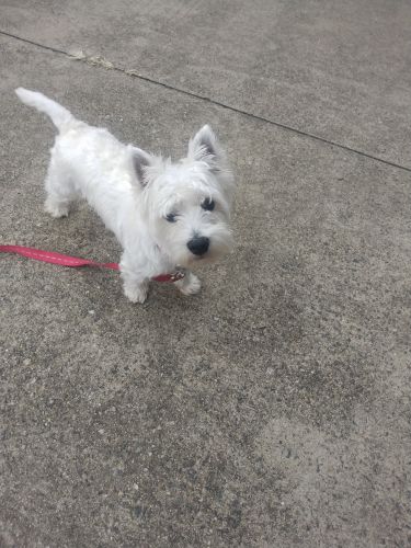 West Highland White Terrier