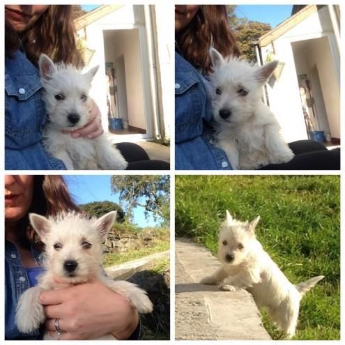 West Highland Terrier Puppies