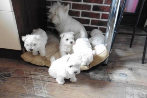 West Highland Terrier Pups