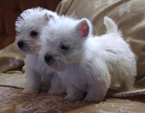 White West Highland Terrier Puppies Ready