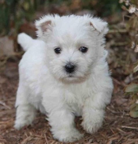 Kc Reg West Highland Terrier Puppies