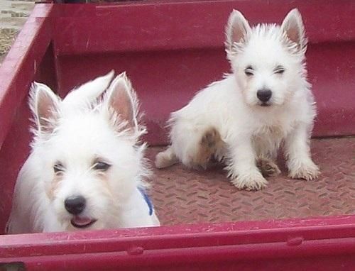 11 Weeks Old And West Highland Terrier Puppies.