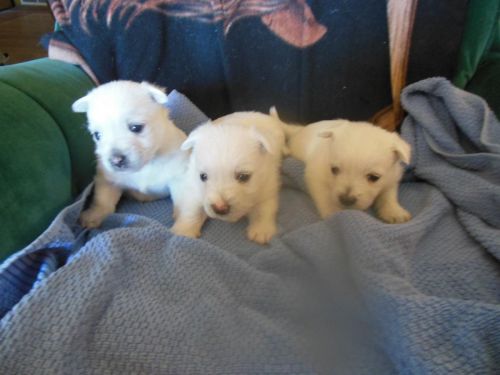 Westie Puppies