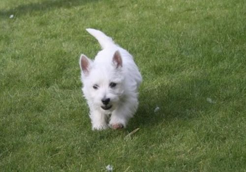 West Highland White puppies