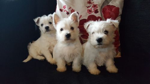 West Highland Terrier Pups