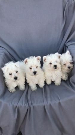 Stunning West highlands terrier puppies