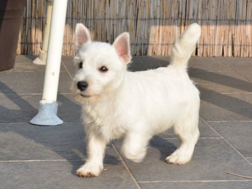 West Highland White Terrier