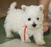West Highland White Terrier Litter