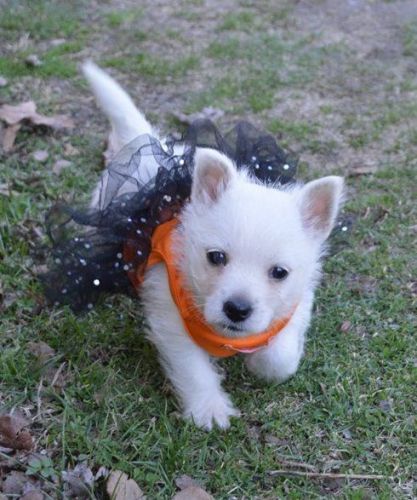Well Socialized Westie Puppies