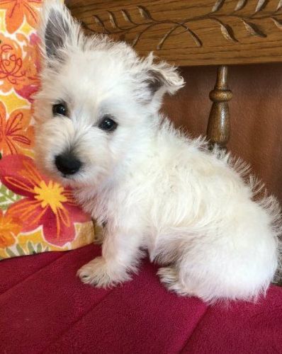 Well Socialized Westie Puppies For Sale.