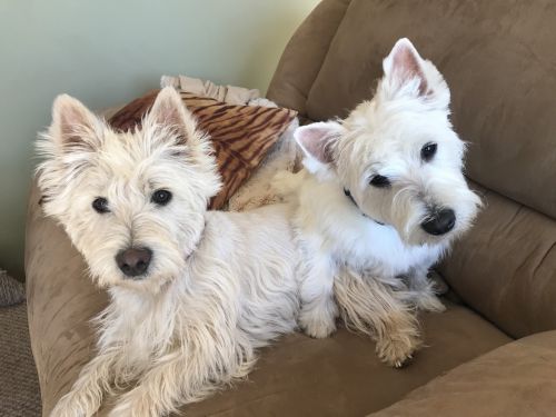 AKC Westies