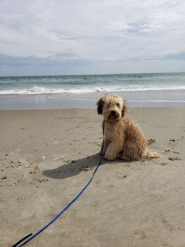 For sale: Soft Coated Wheaton Terrier. 11 months old, male,