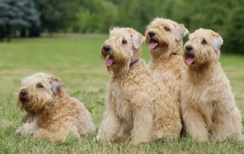 wheaten terrier dogs - caring