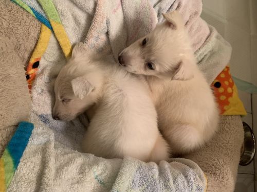 White Swiss shepherd puppies 6 weeks old