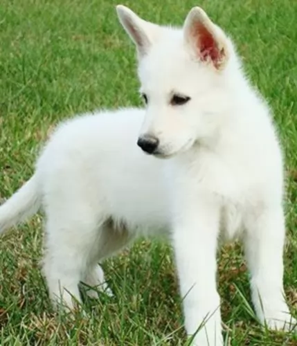 white shepherd puppy - description