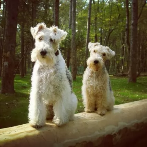 wire fox terrier dogs - caring
