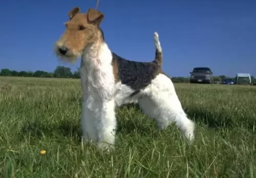 wire haired fox terrier dog - characteristics