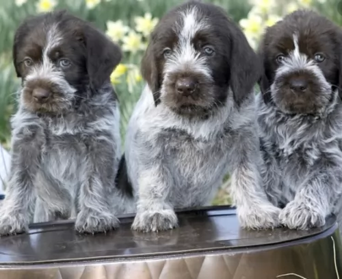 wirehaired pointing griffon puppies - health problems