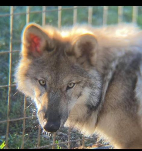 High content wolf dog puppies 85% wolf