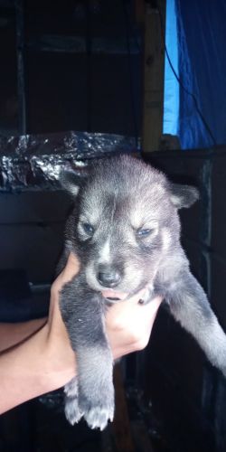 German Shepard/ Wolamute/Husky , Timber Wolf pups for sale